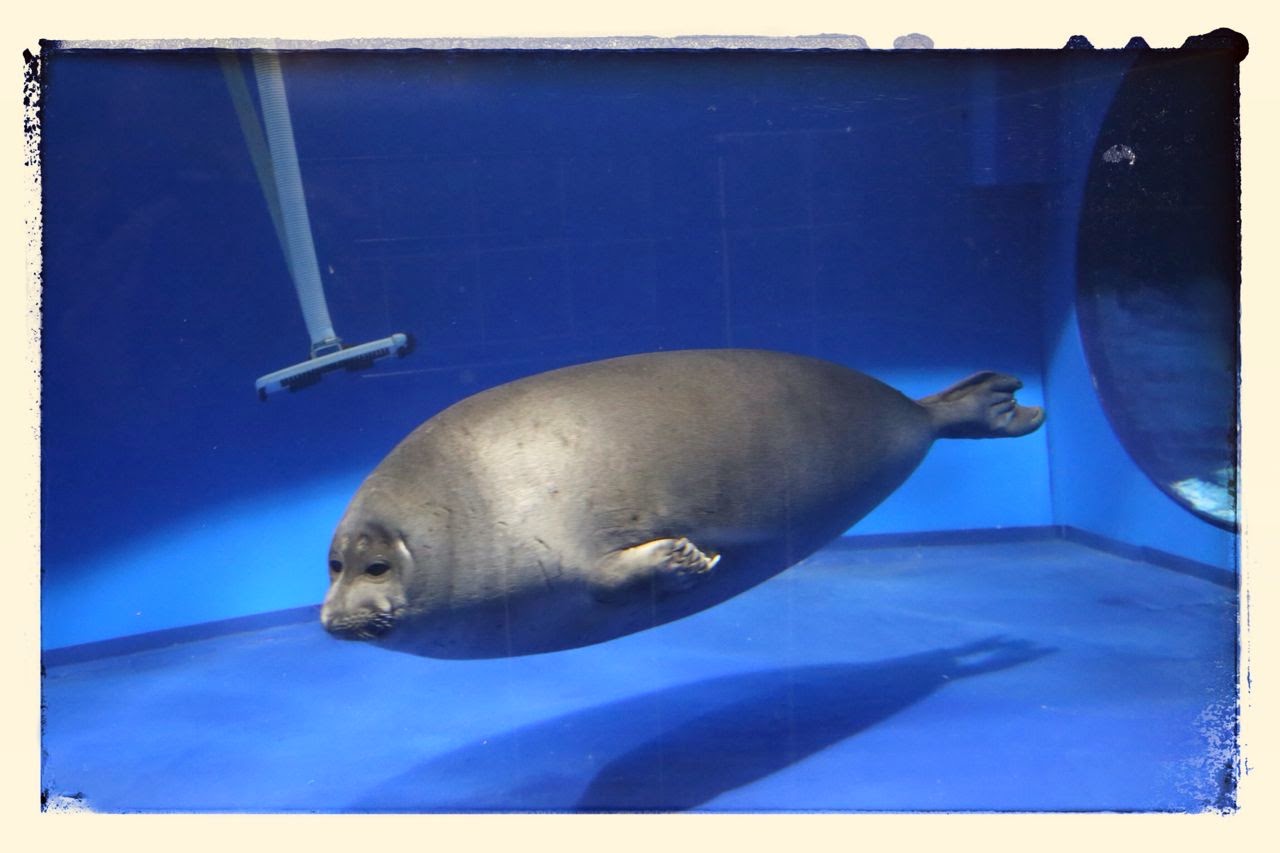 Phoque du lac Baïkal dans l’aquarium du musée de Listvianka