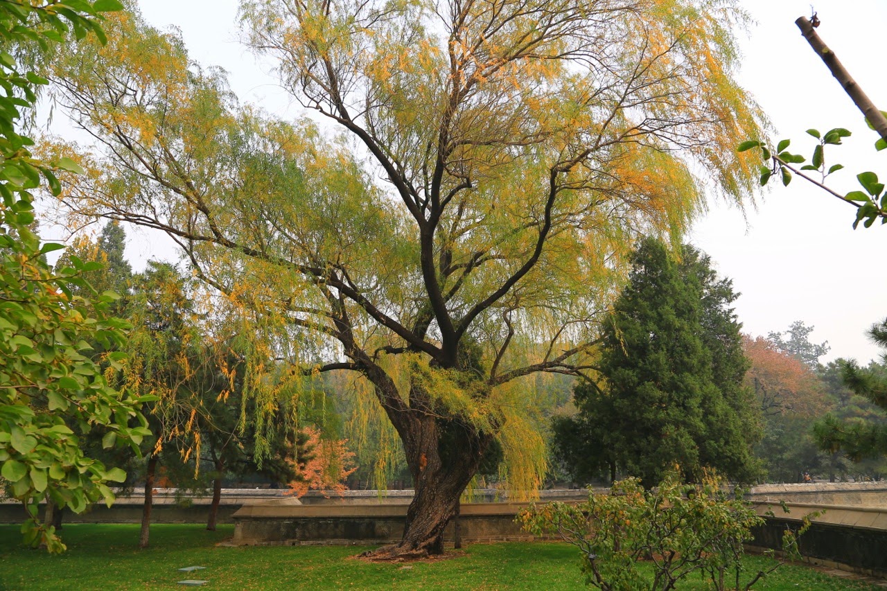 Saule aux couleurs d’automne dans les jardins