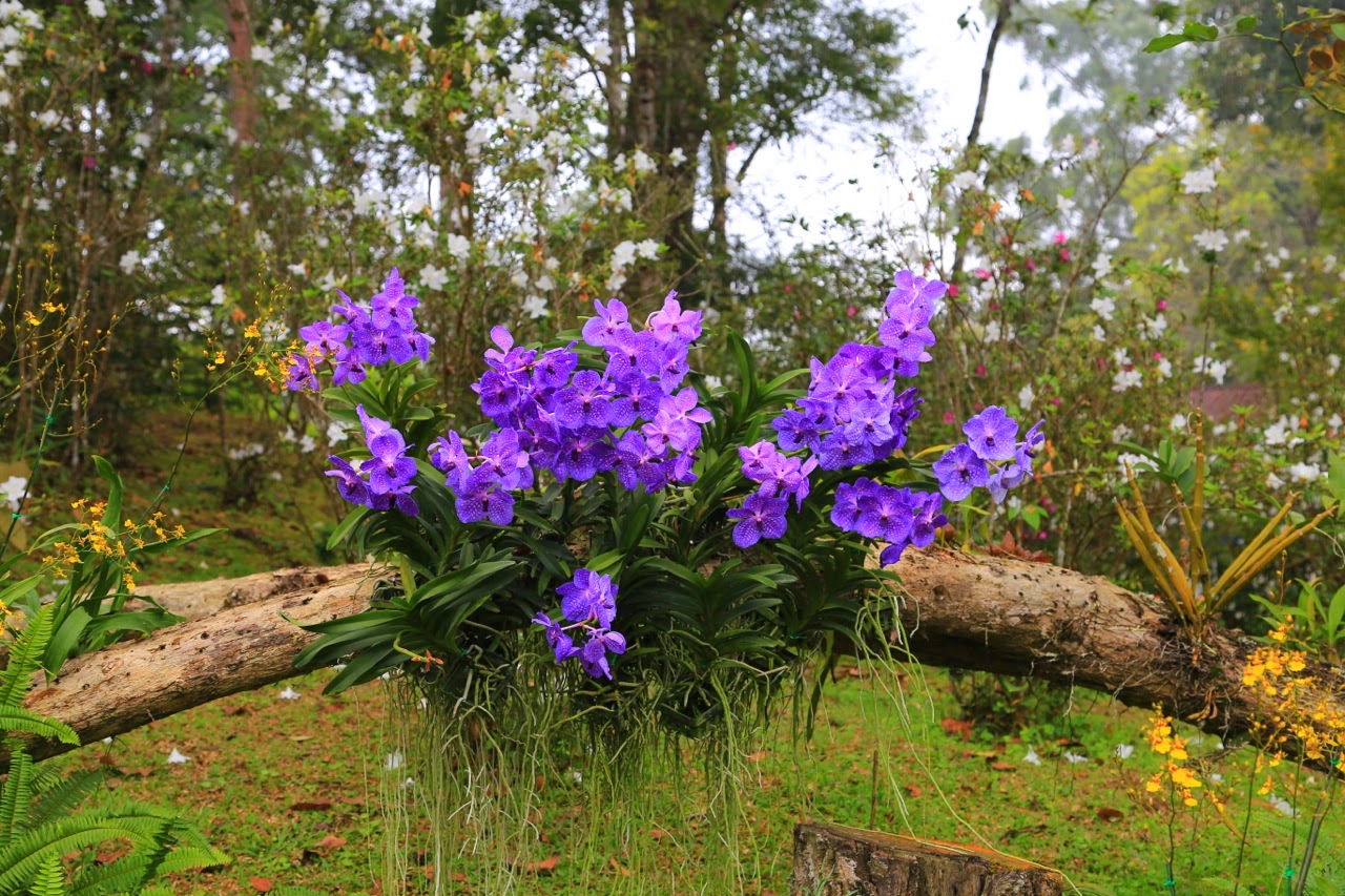 Orchidées violettes dans les jardins du palais