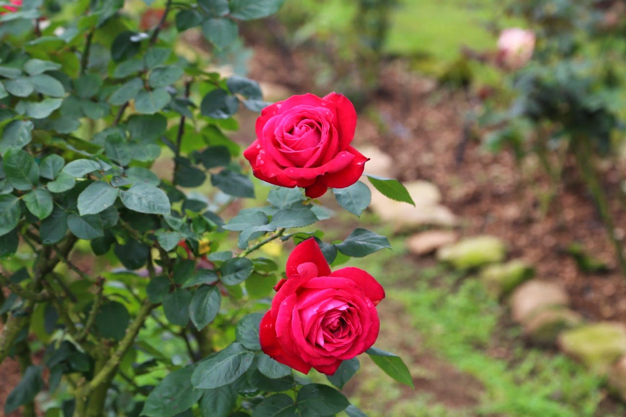 Roses rouges du jardin royal