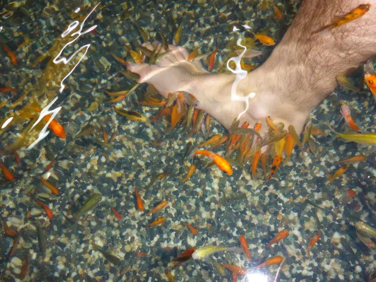 Fish spa : petits poissons grignotant les pieds