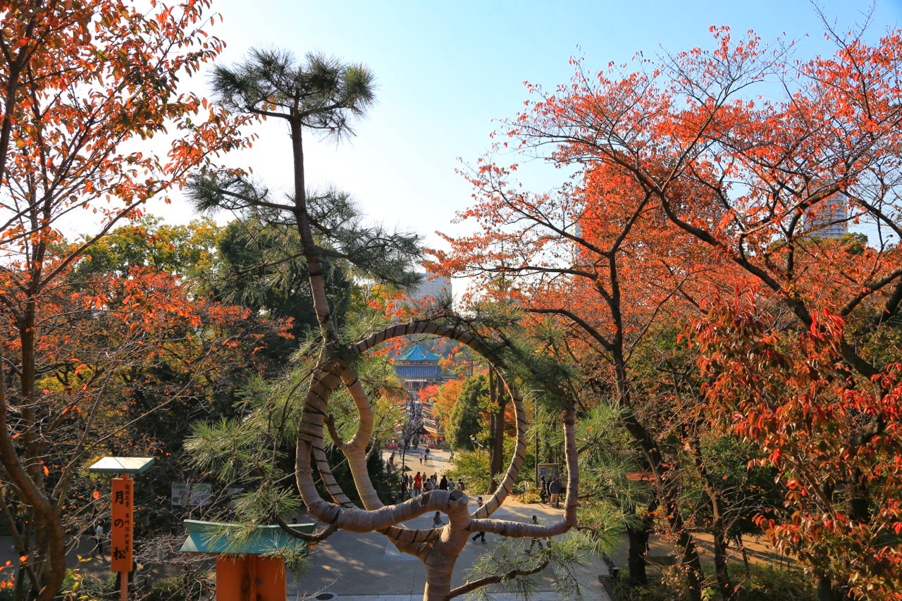 Jardin aux couleurs d'automne