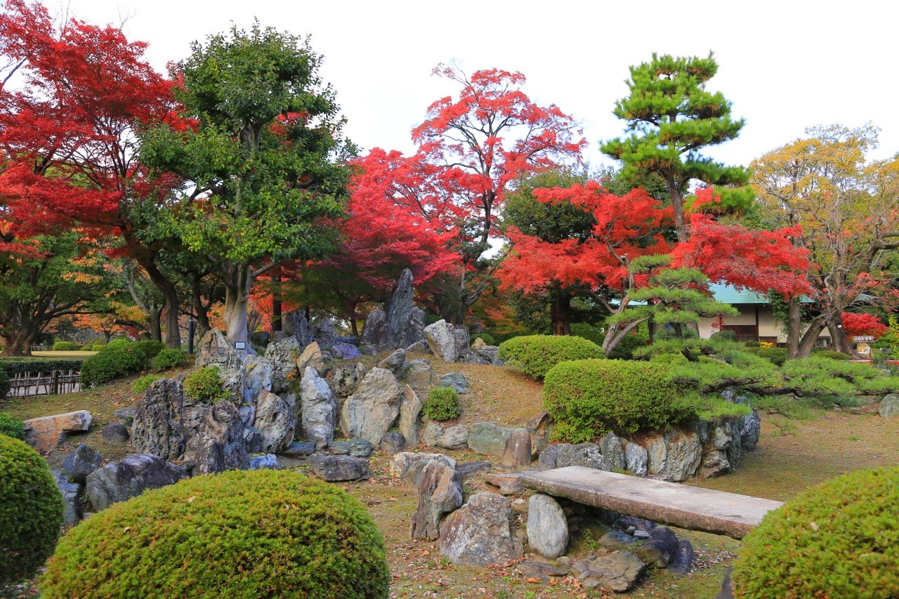 Érables rouges dans le jardin du château de Nagoya