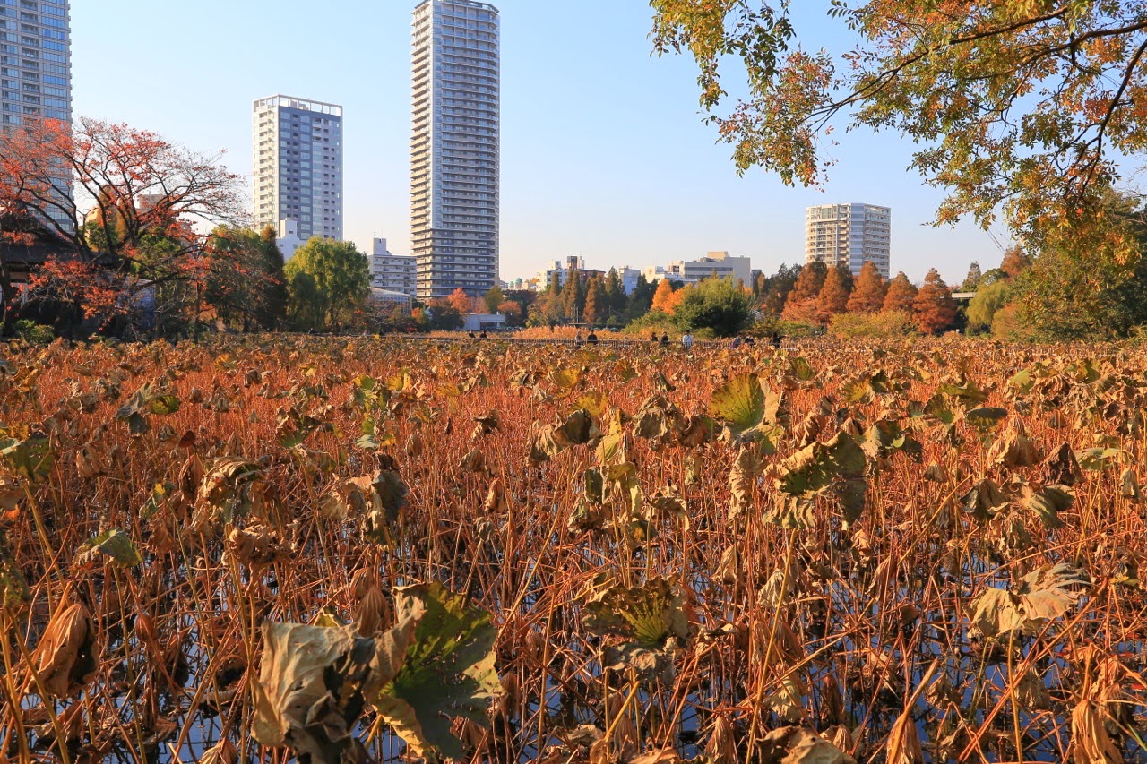 L'étang couvert de nénuphars fanés, au parc Ueno