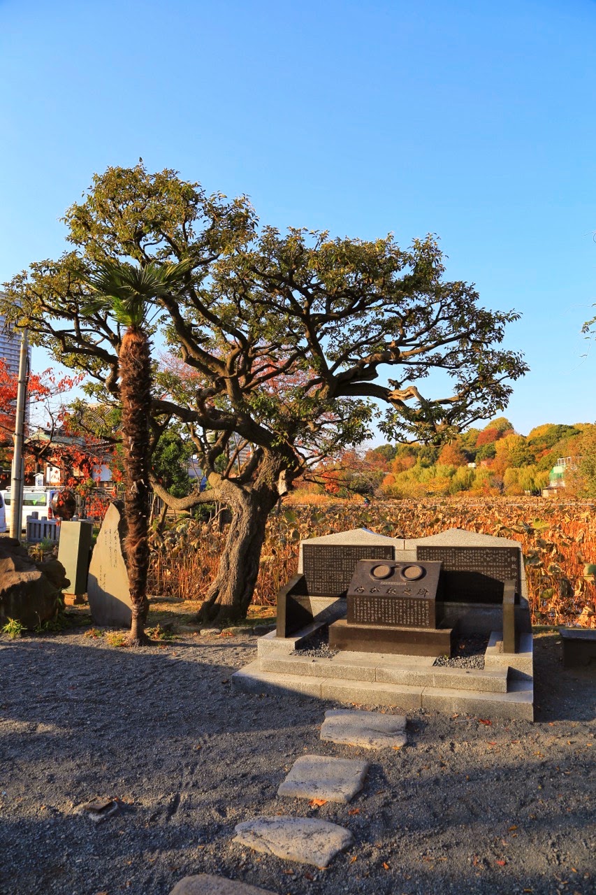 Arbre taillé au parc Ueno