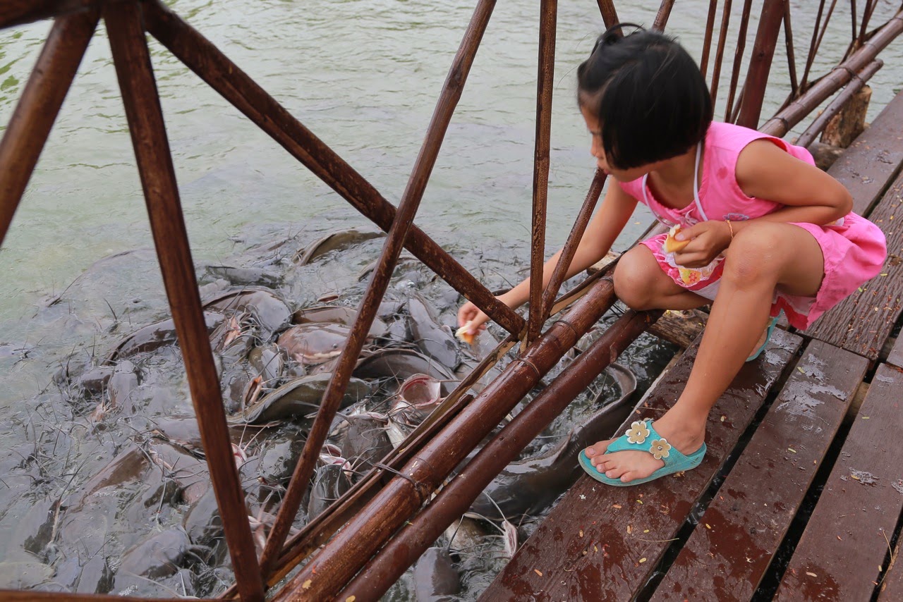 Une fillette nourrit les poissons depuis la passerelle