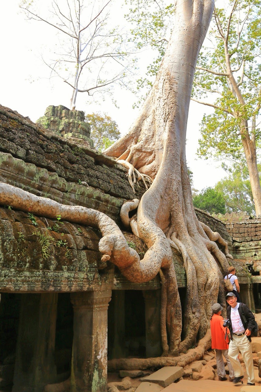 Racines sur une porte de Ta Prohm