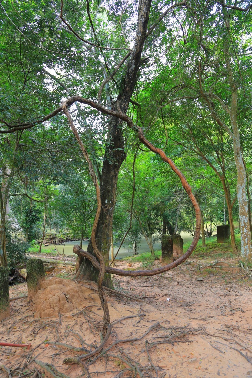 Arbre élancé au milieu des ruines