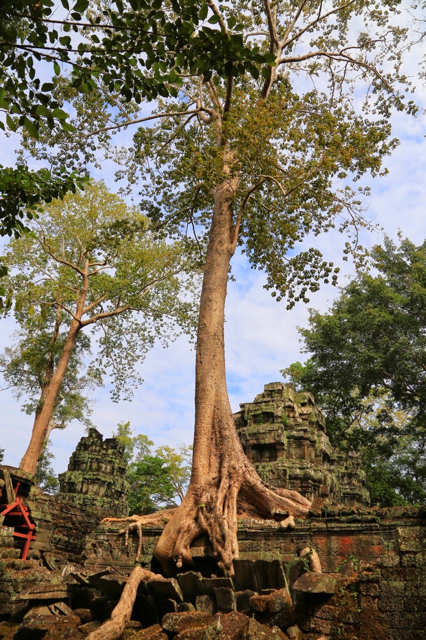 Arbre poussant au sommet d'un mur