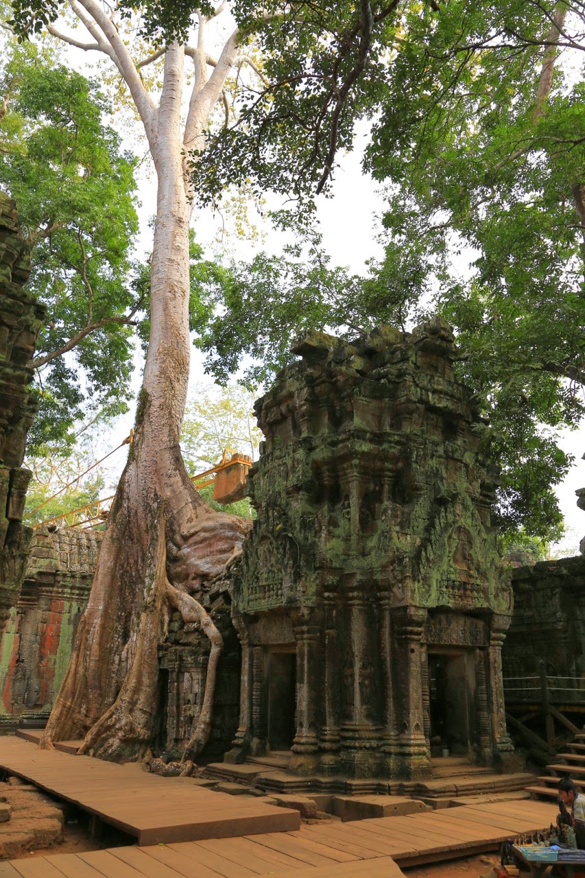 Arbre géant devant les murs du temple