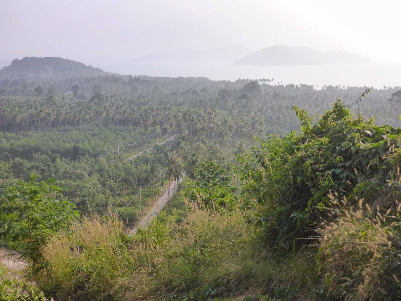 Panorama sur la forêt de palmiers