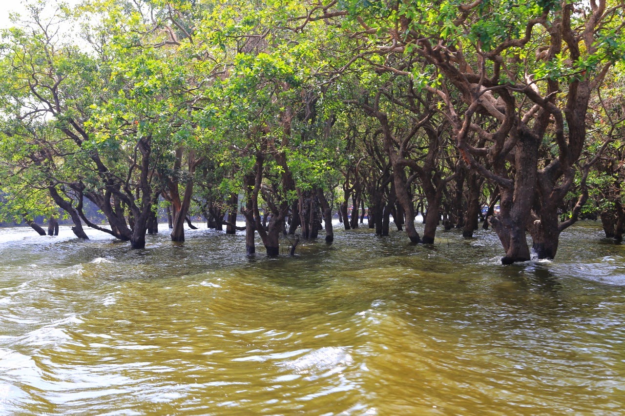 La forêt inondée de Kompong Phluk