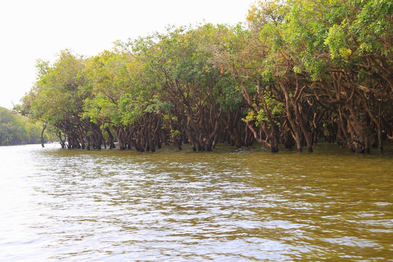 Forêt inondée au bord de l'eau