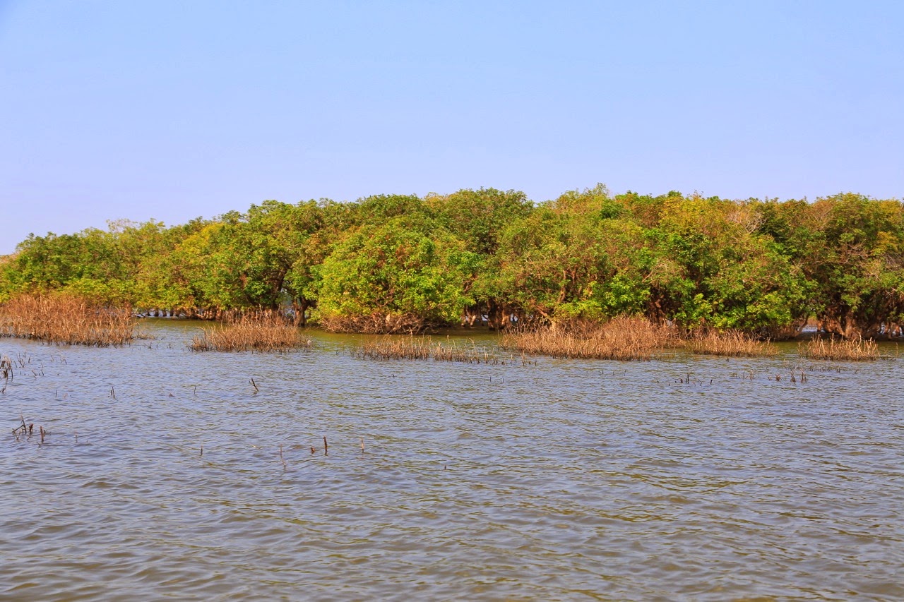 Mangrove sur le lac Tonlé Sap