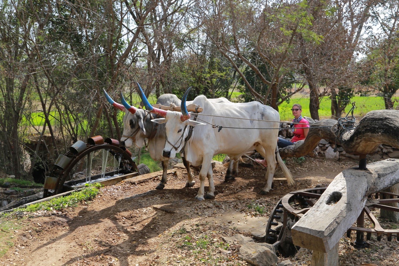 Buffles actionnant l’irrigation d’un village