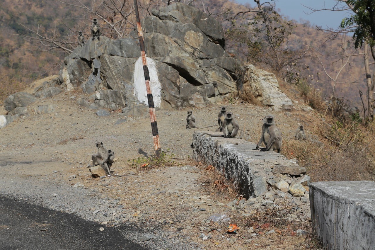 Singes au bord de la route