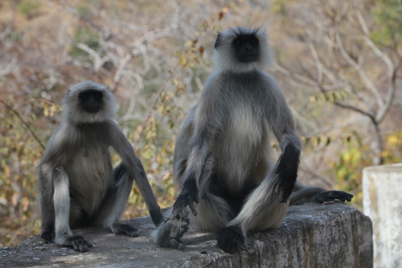 Deux singes langurs sur un muret