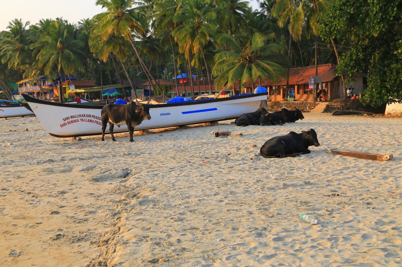 Vaches couchées sur la plage