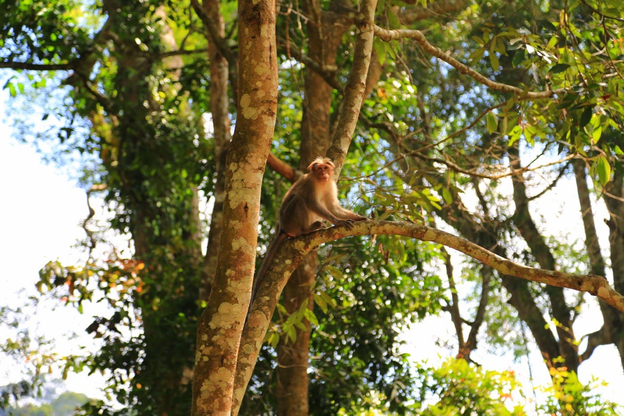 Singe dans les arbres