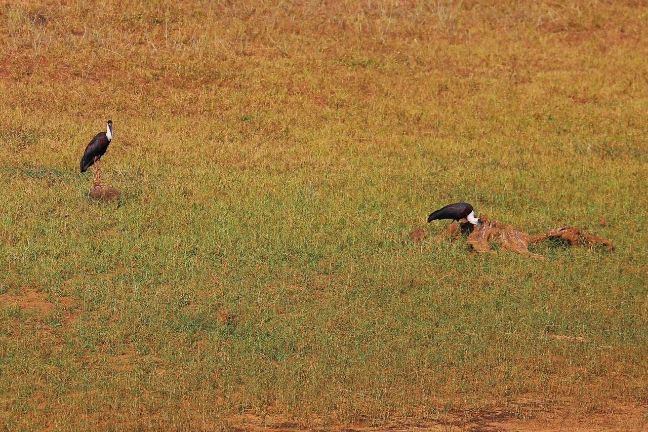 Oiseaux sur la berge