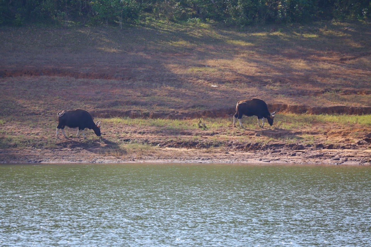 Sangliers au bord de l’eau
