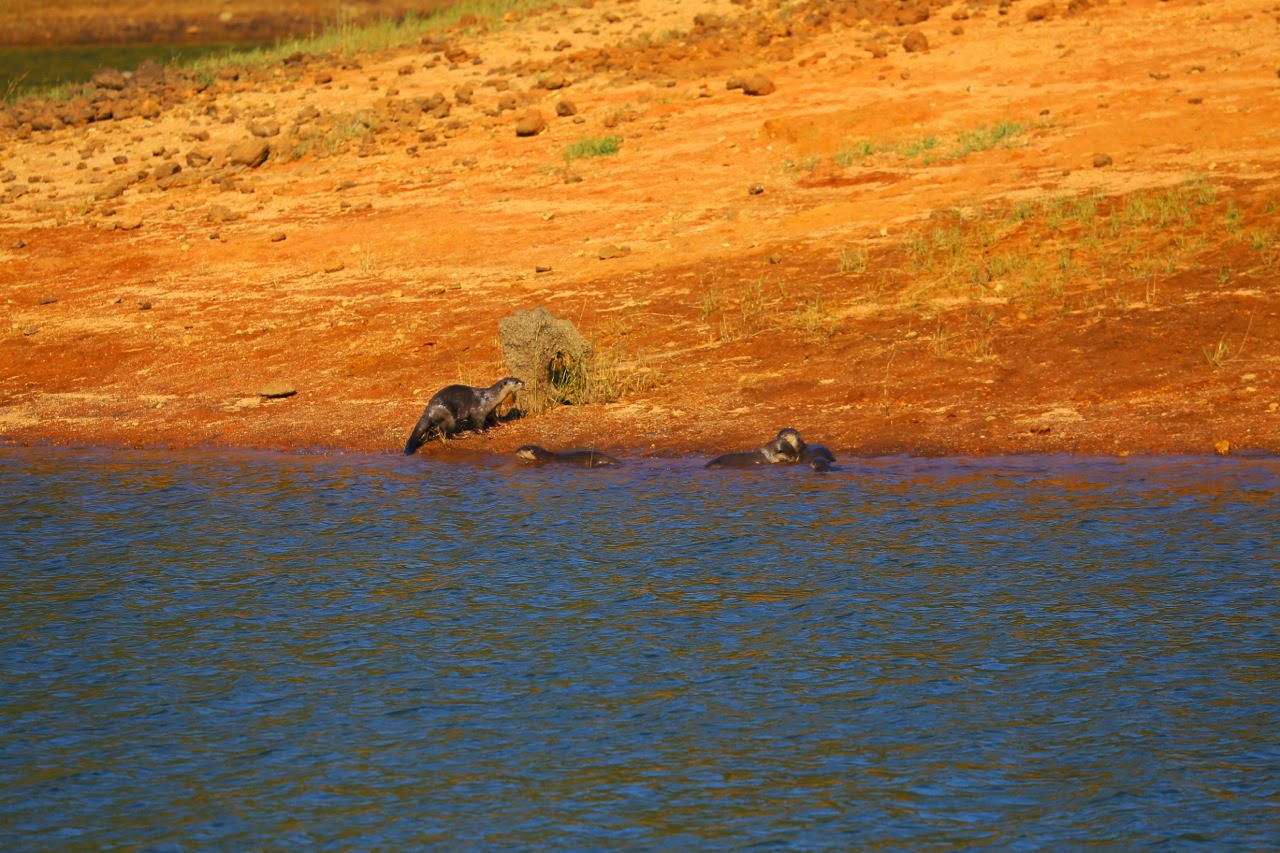 Animaux venus boire au bord du lac