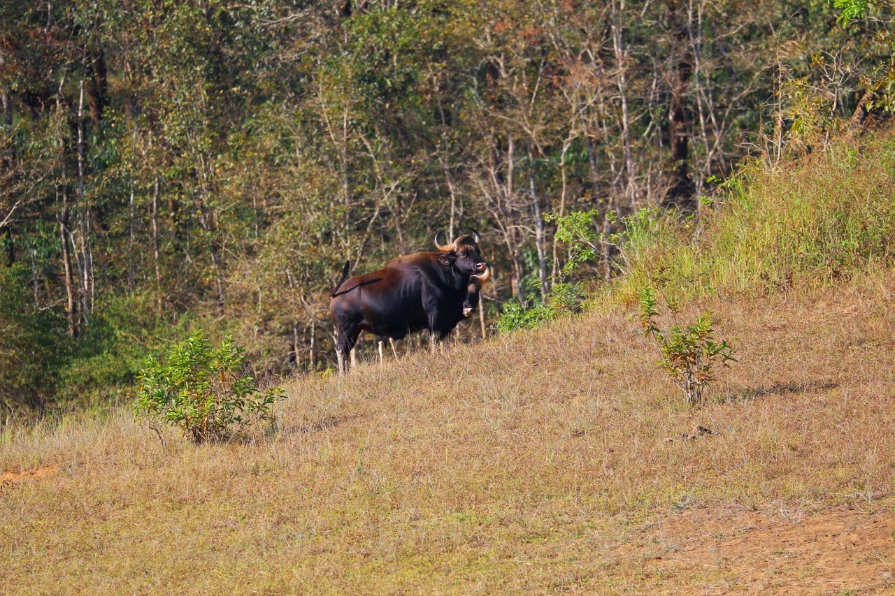 Bison dans les herbes hautes