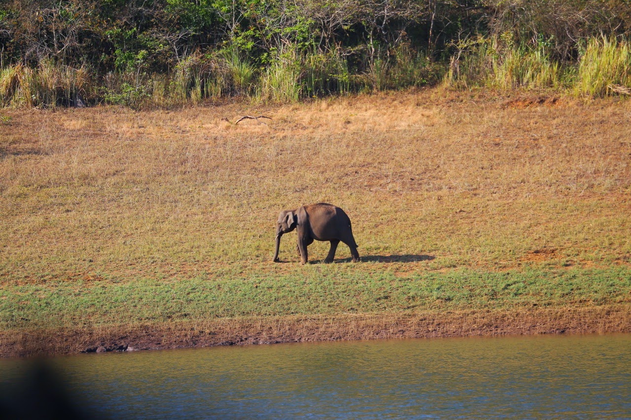 Éléphant sauvage au bord du lac