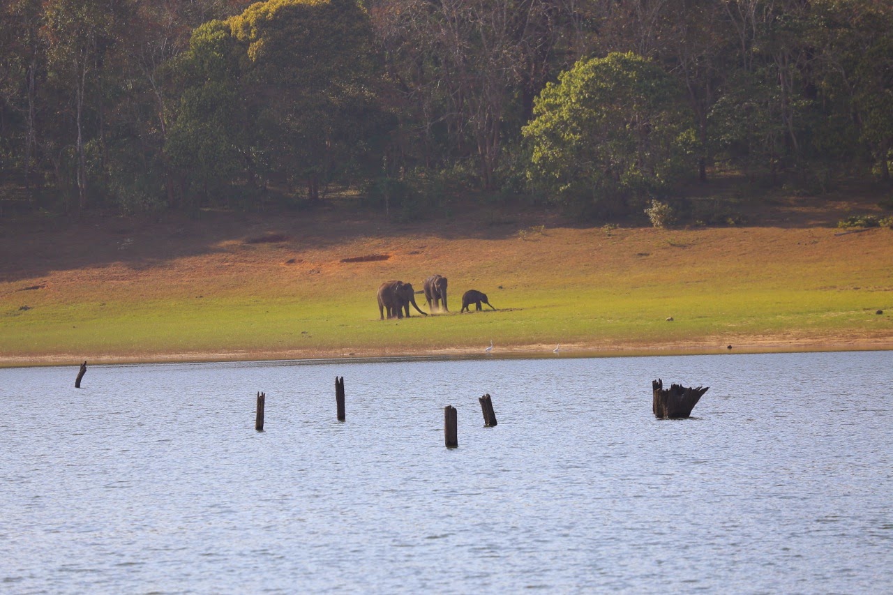 Animaux au loin sur la rive du lac