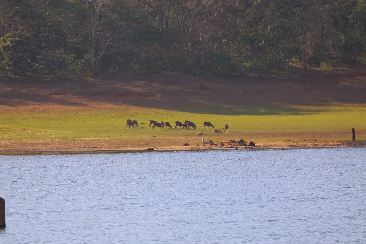 Troupeau sur la berge du lac