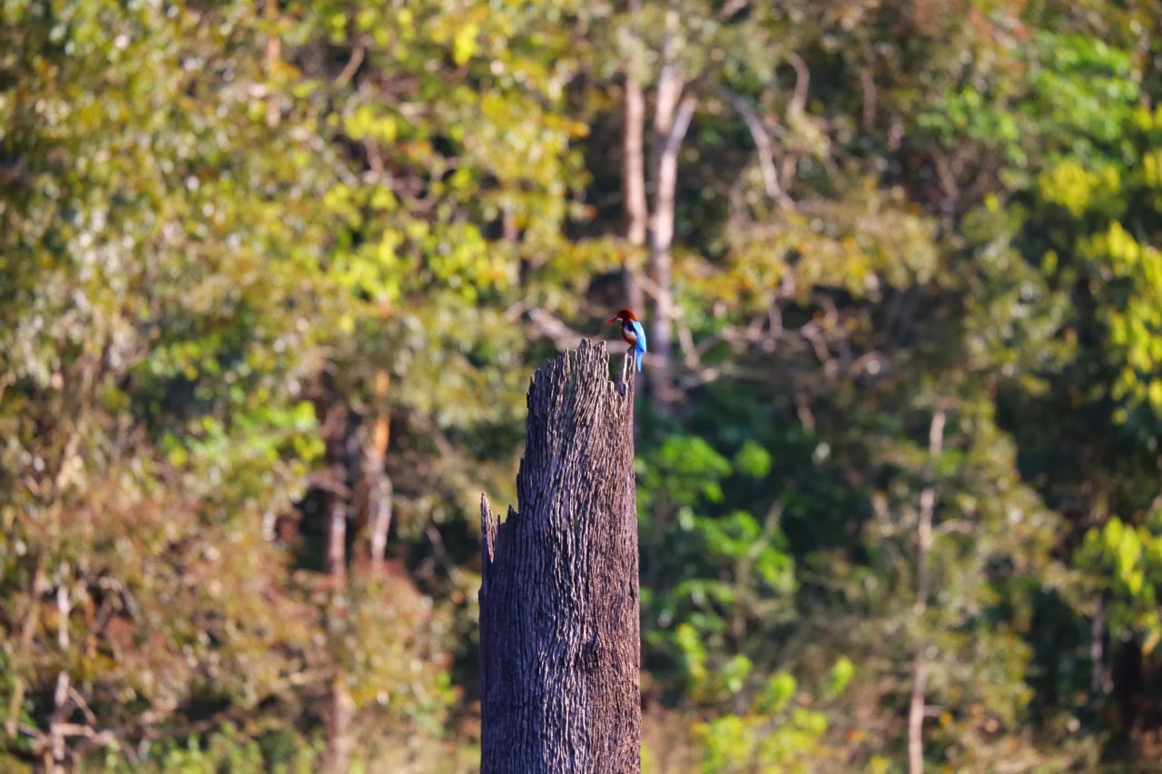 Tronc mort dans la forêt