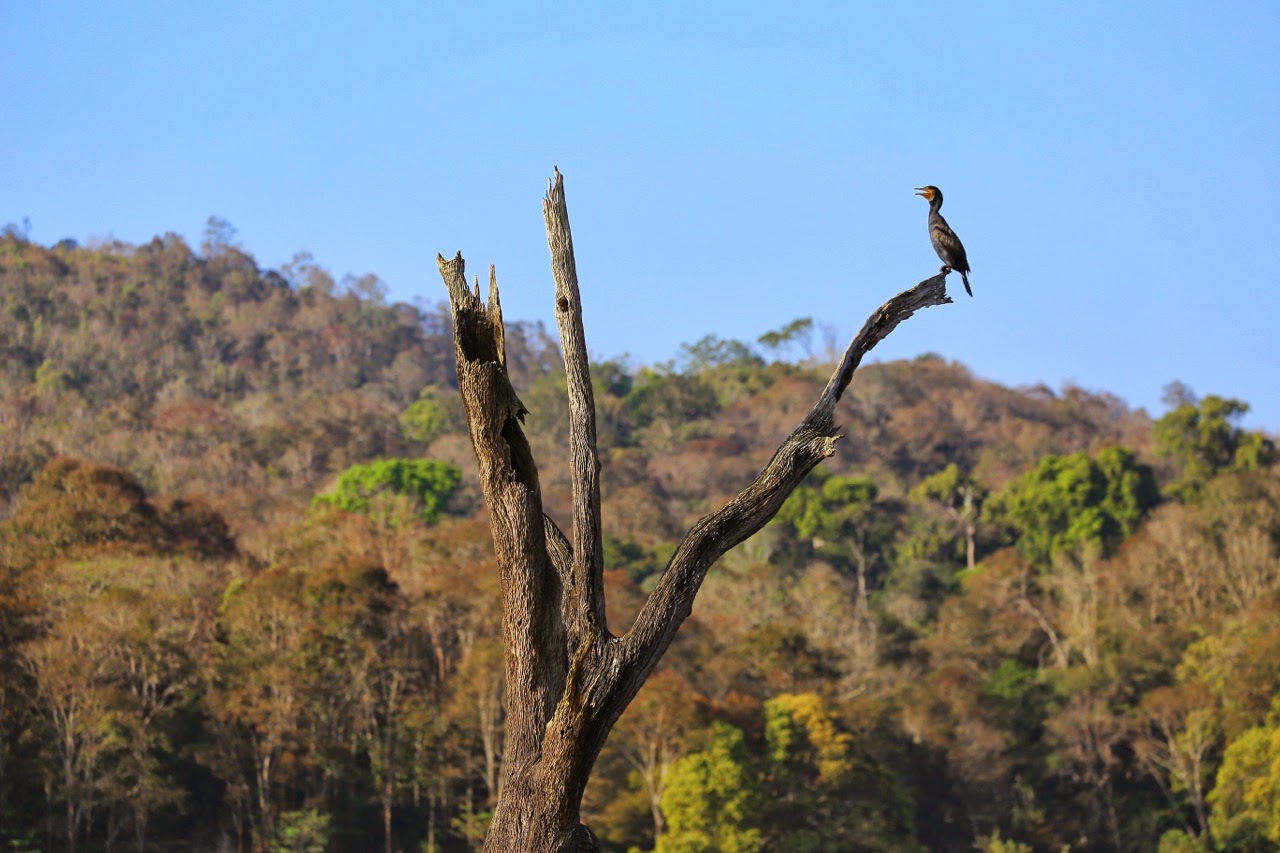 Oiseau perché sur un arbre mort