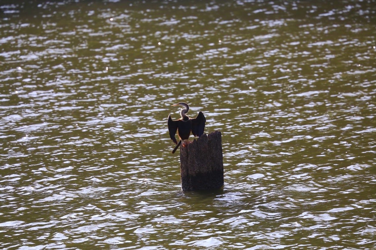 Cormoran sur une souche dans l’eau