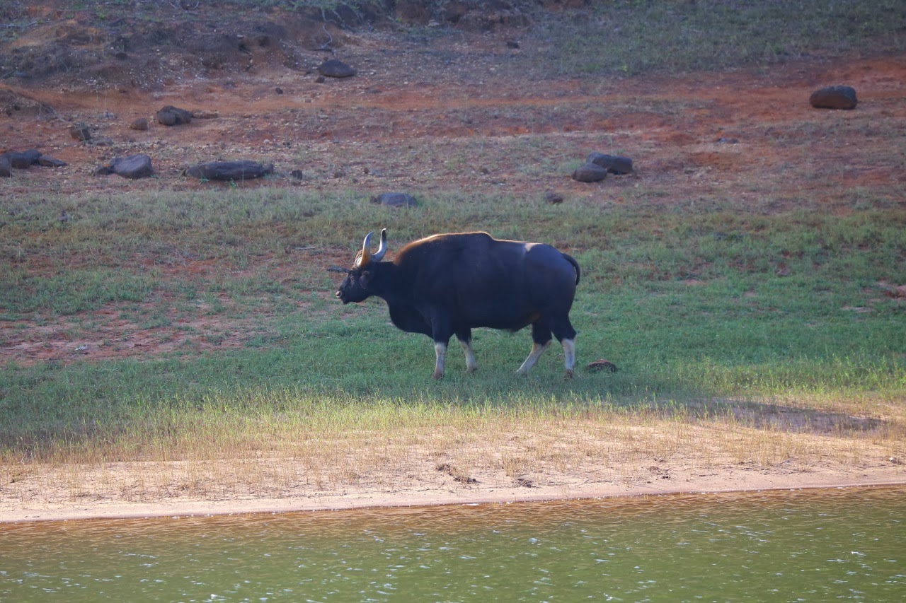 Bison au bord du lac