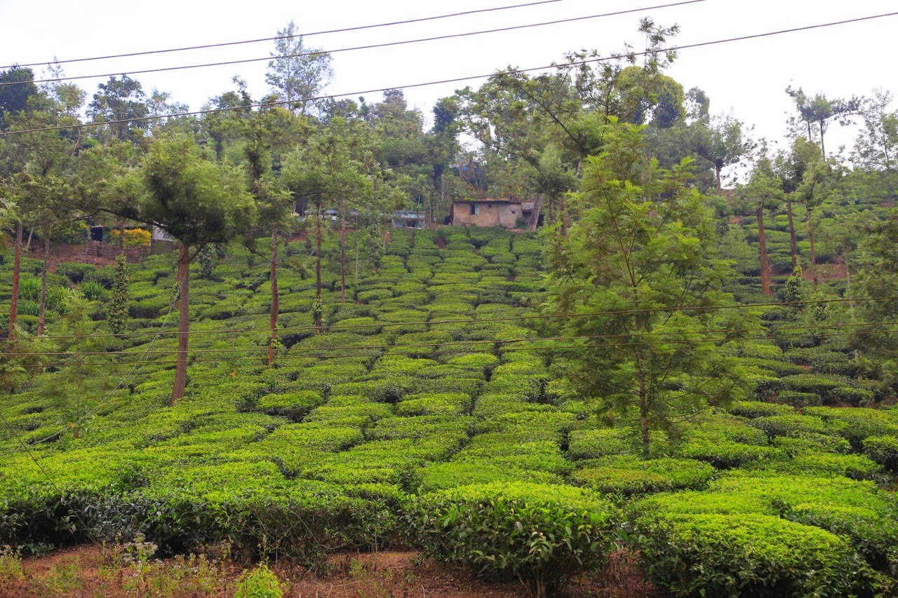 Plantation de thé au milieu des arbres