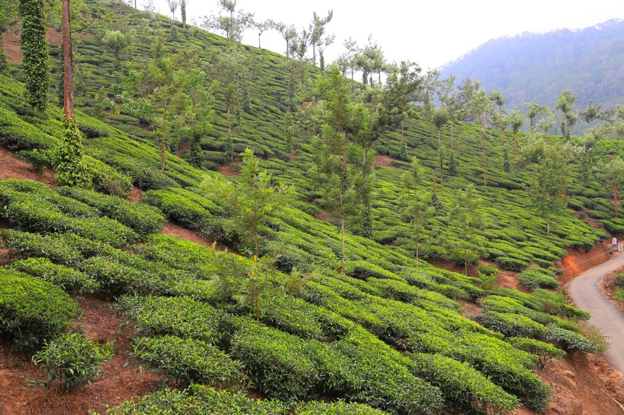 Tapis vert des plantations de thé