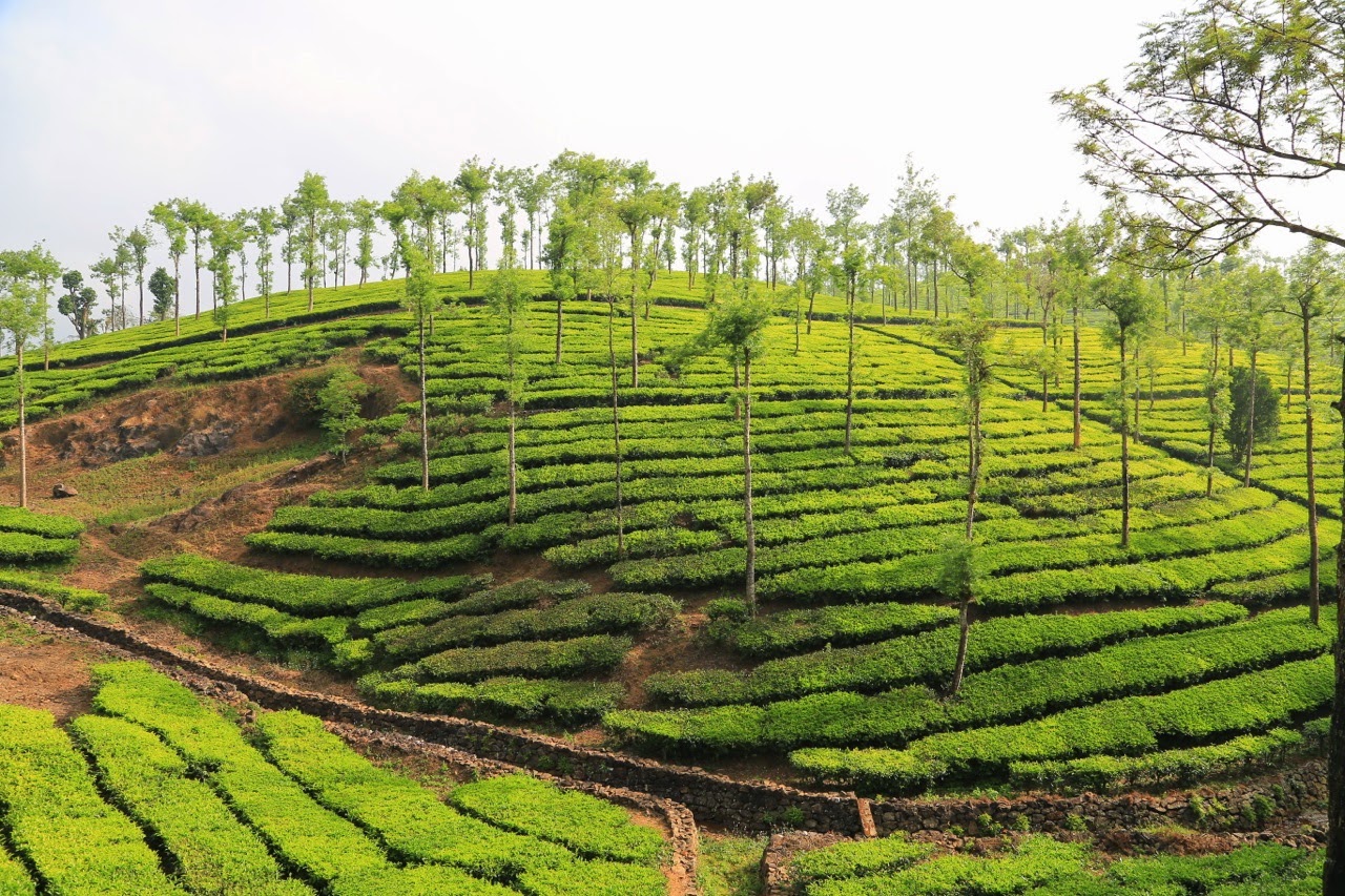 Rangées de théiers sur les collines du Kerala