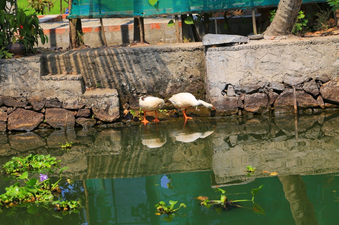 Oies sur un canal