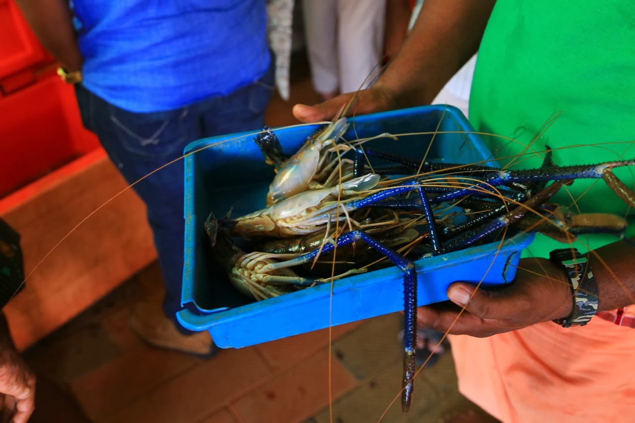 Les tiger prawns achetées en route