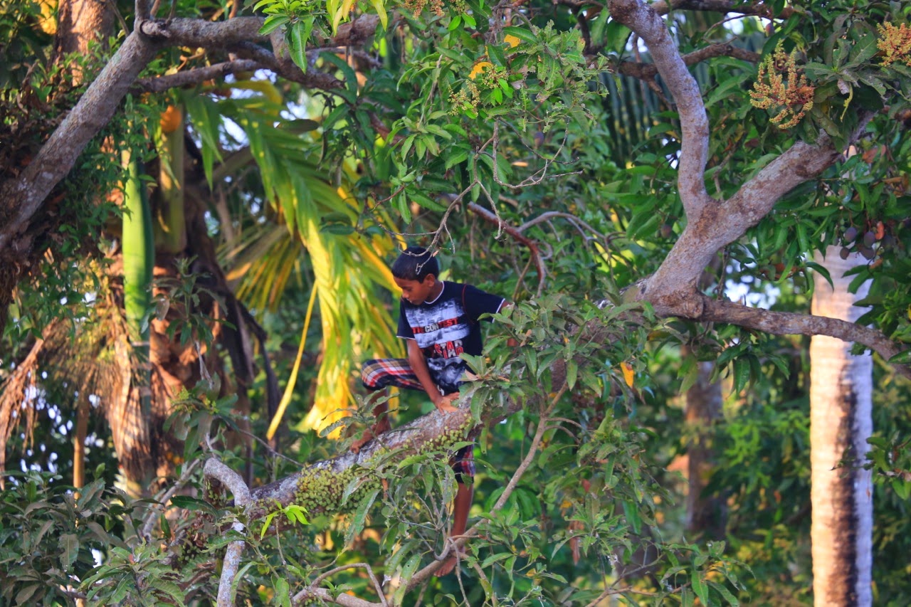 Cueilleur dans un arbre