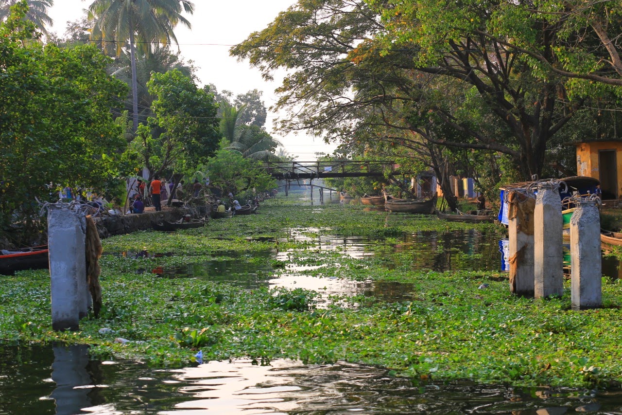 Canal couvert de jacinthes d’eau