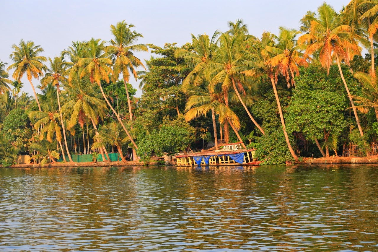 Palmiers au bord des backwaters
