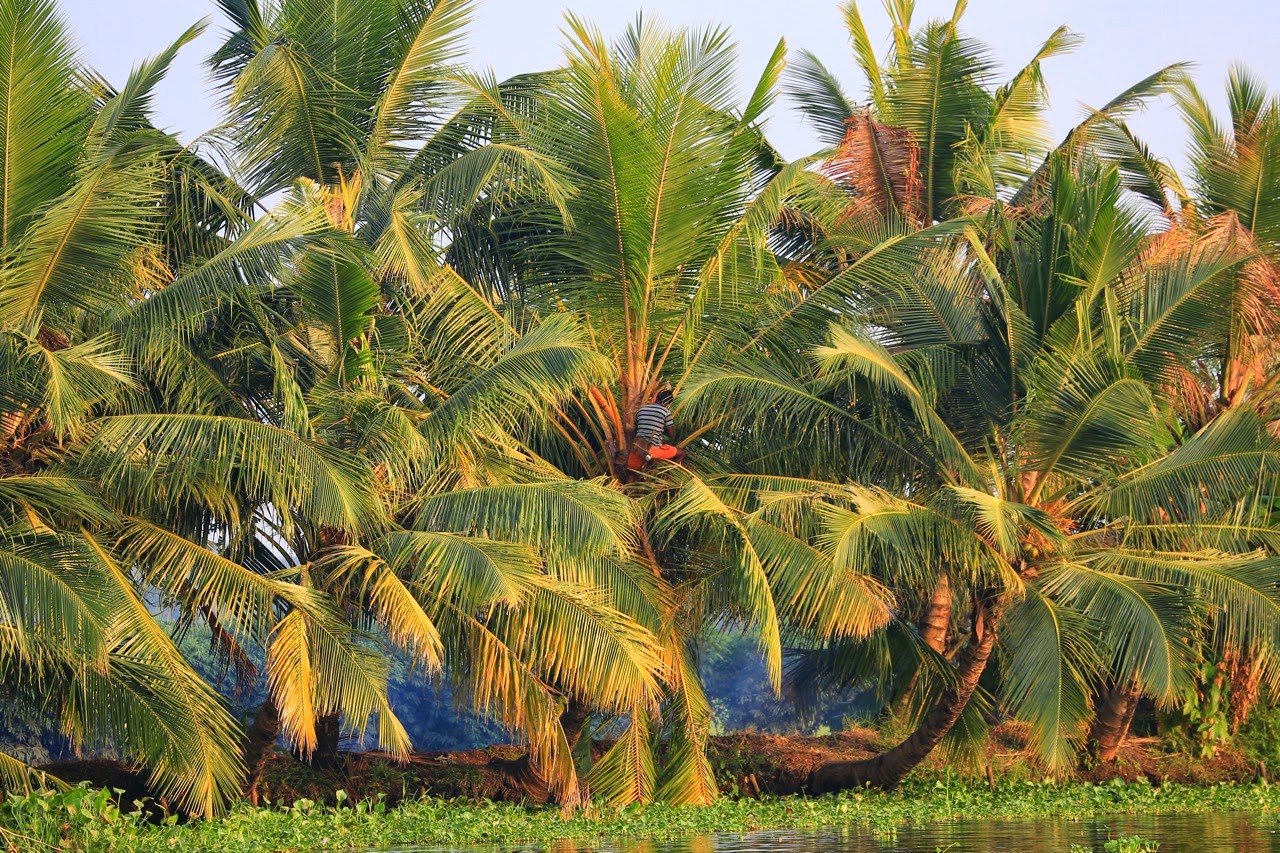 Cocotiers au bord des rizières