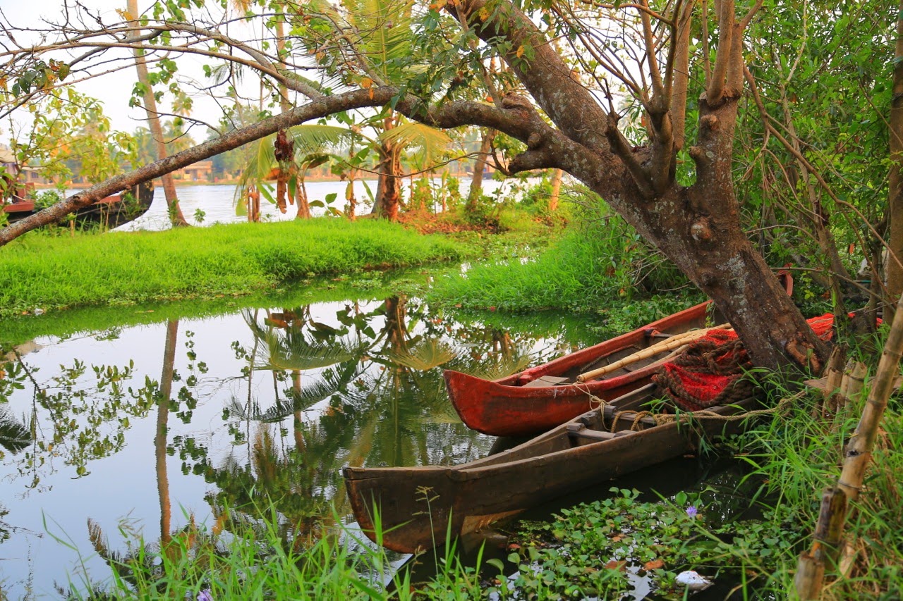 Barques amarrées sous un arbre