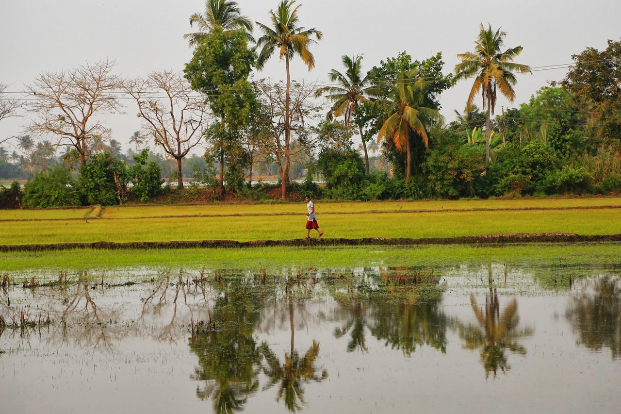 Reflets dans les rizières inondées