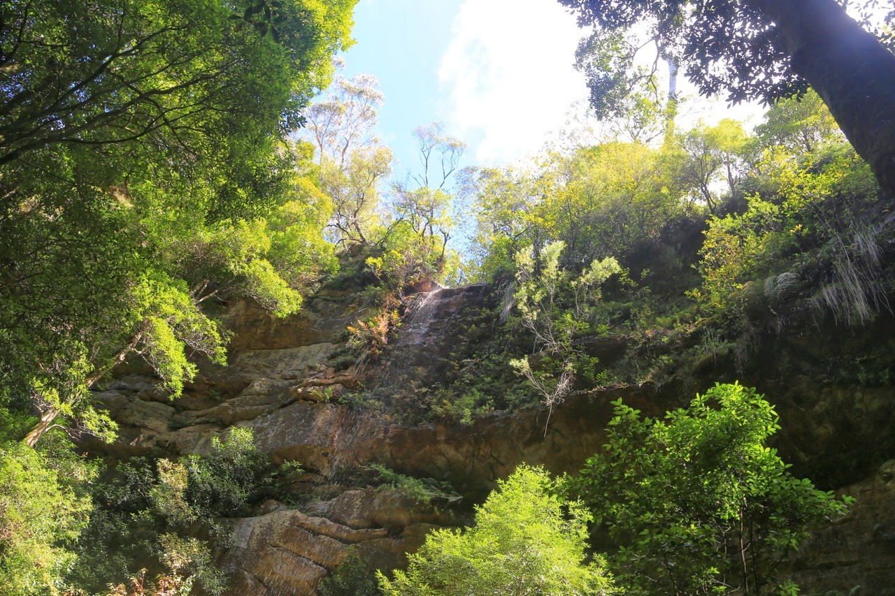 Sous-bois et falaises près de Katoomba Falls