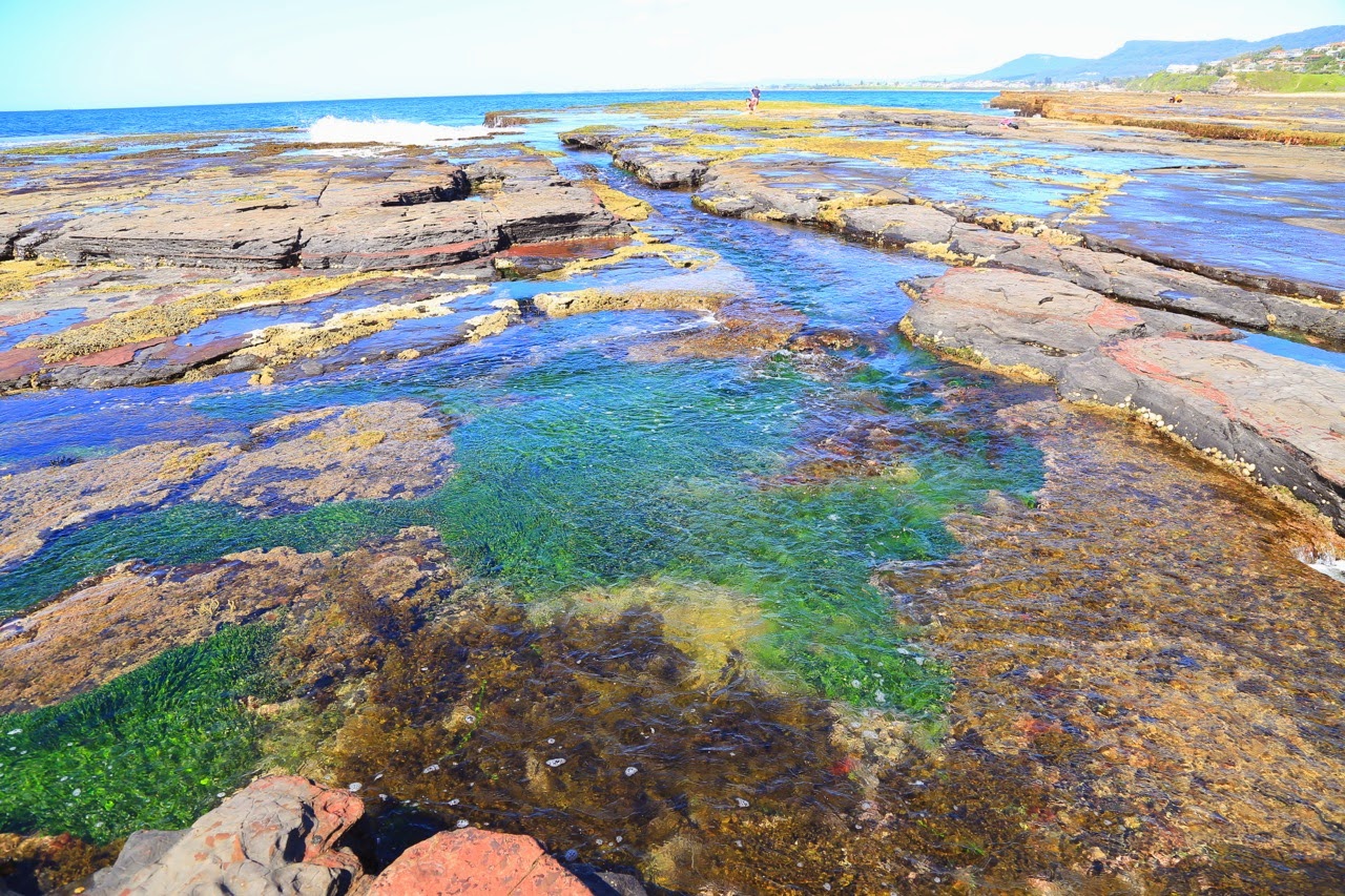 Algues vertes dans une flaque rocheuse