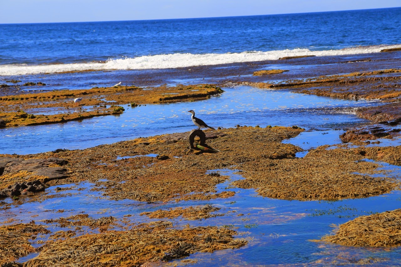 Oiseau sur les rochers à marée basse