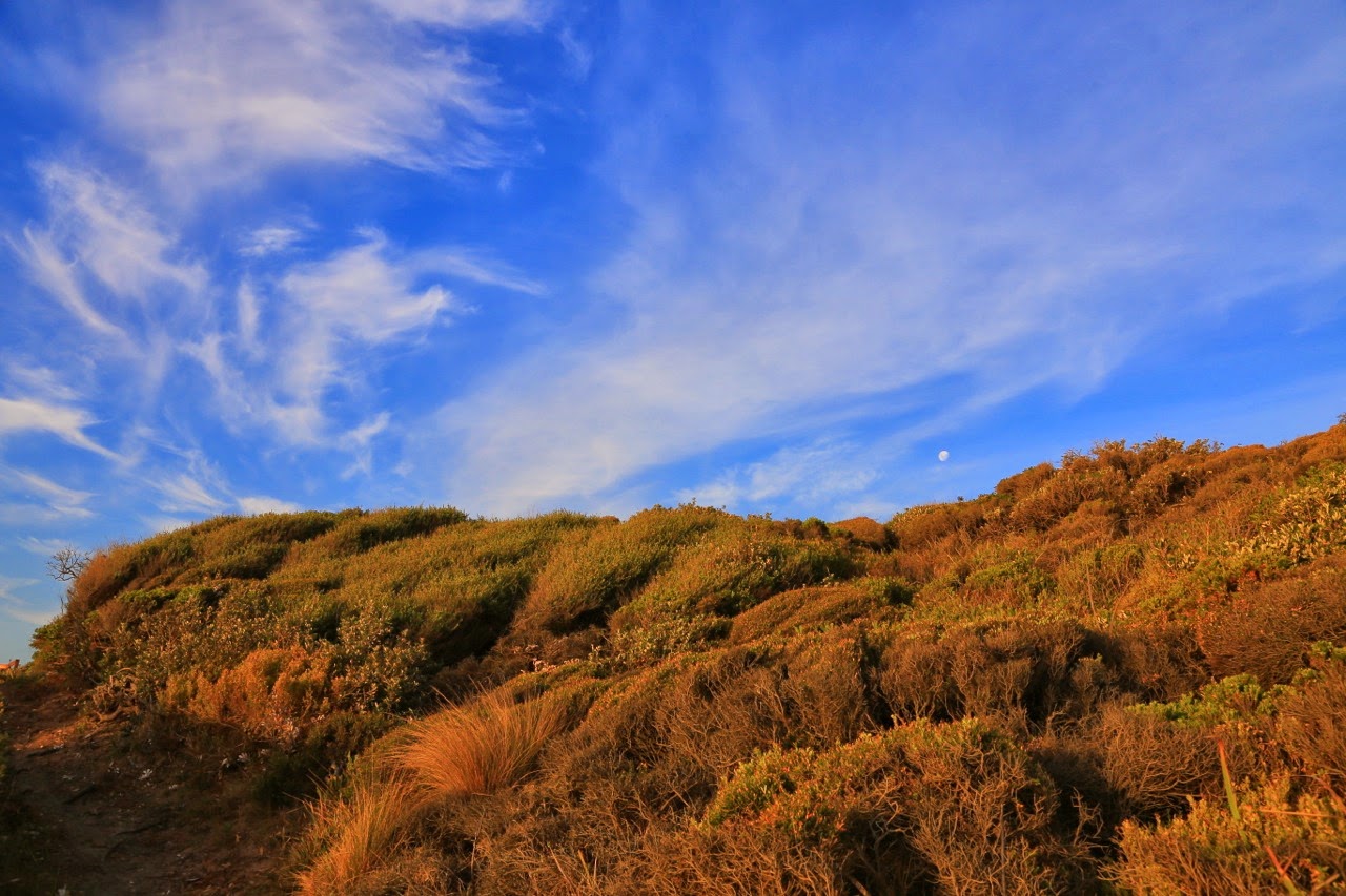 Dune herbeuse sous un ciel bleu