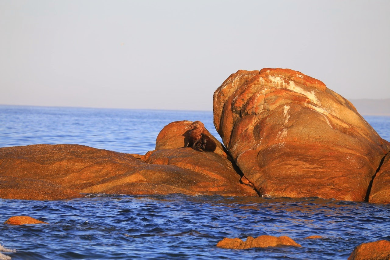 Gros rocher arrondi au bord de l’eau
